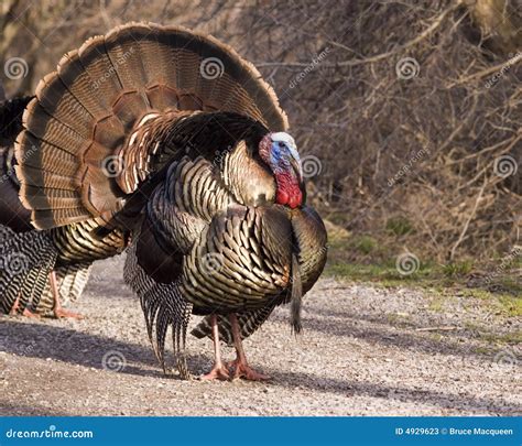 wild turkey nights song|meleagris gallopavo.